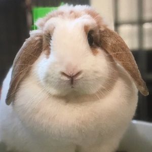 Meet your Posher, Lacey